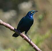 Greater Blue-eared Starling