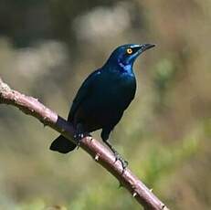 Choucador à oreillons bleus