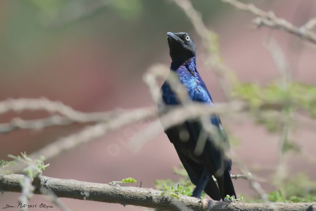 Rüppell's Starling