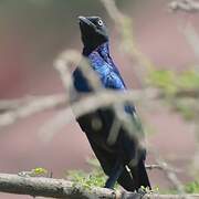 Rüppell's Starling