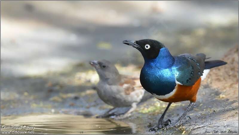 Superb Starlingadult, drinks