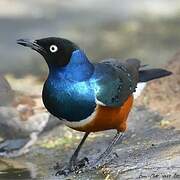 Superb Starling