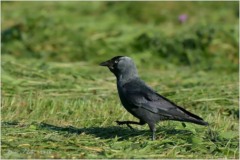 Western Jackdaw