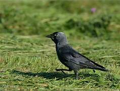 Western Jackdaw