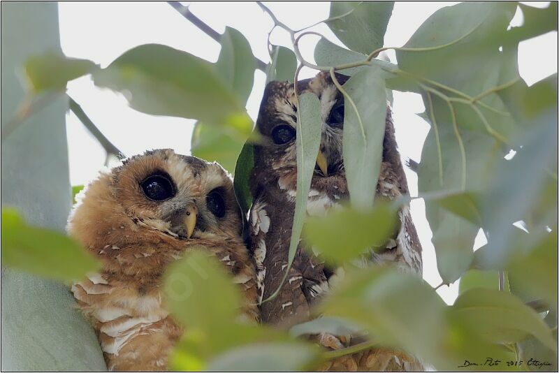 African Wood Owl