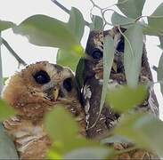 African Wood Owl