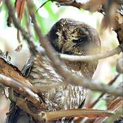 African Wood Owl