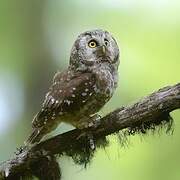 Boreal Owl