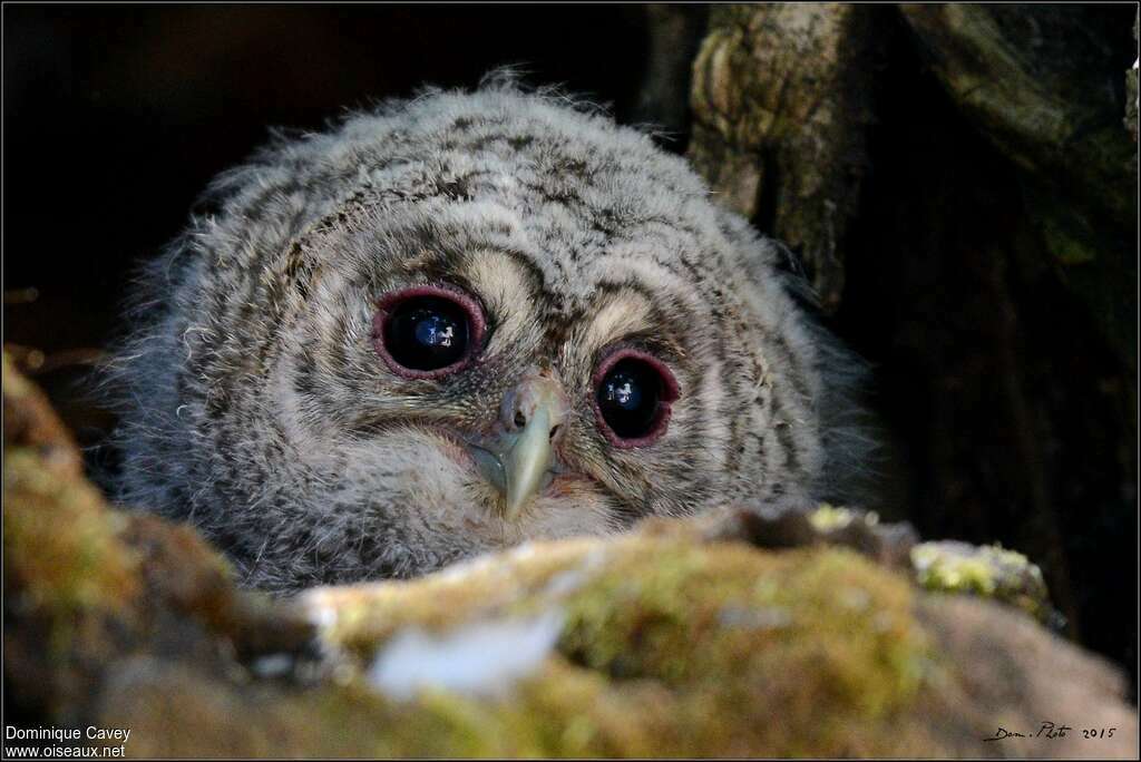 Tawny Owljuvenile, close-up portrait