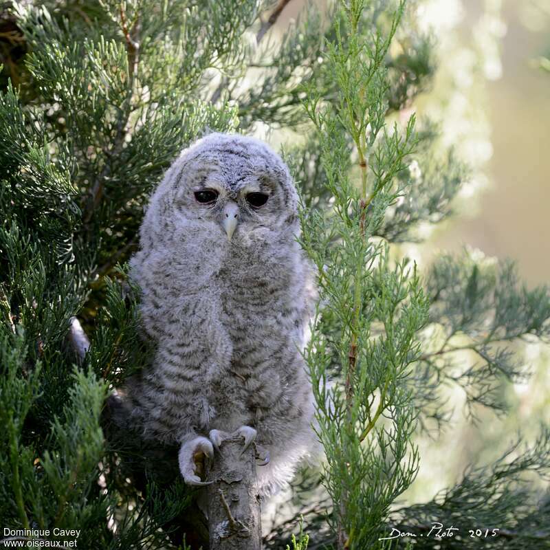 Tawny Owljuvenile, identification