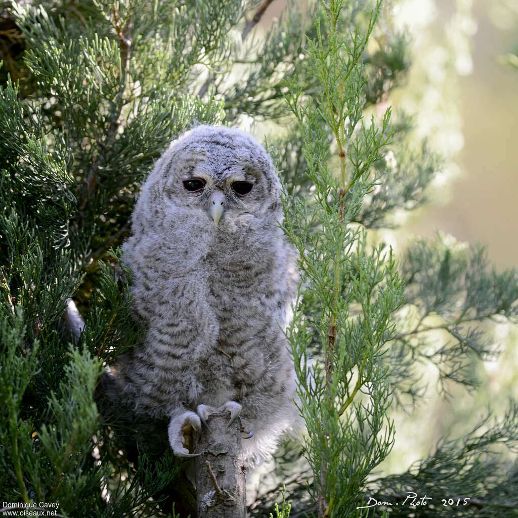 Tawny Owljuvenile, identification