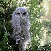 Tawny Owl