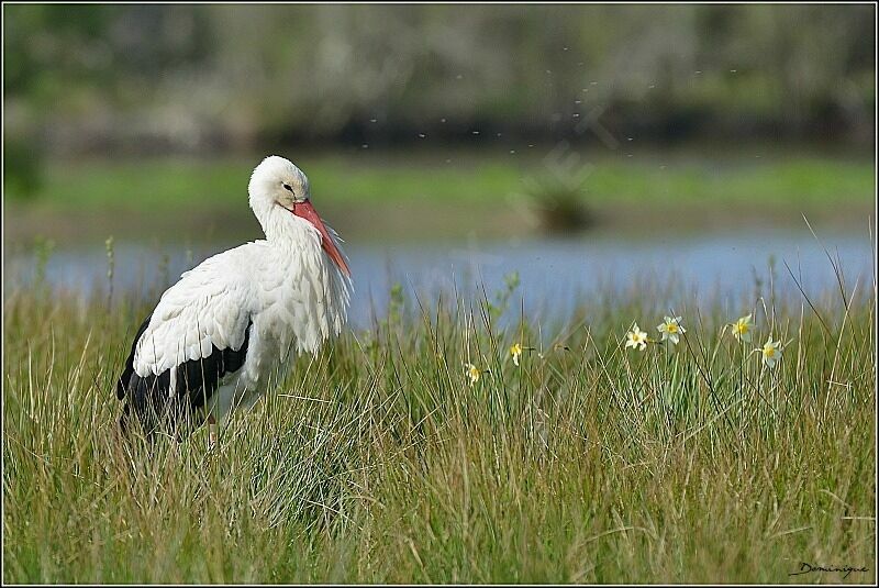 Cigogne blanche