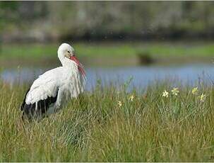 Cigogne blanche