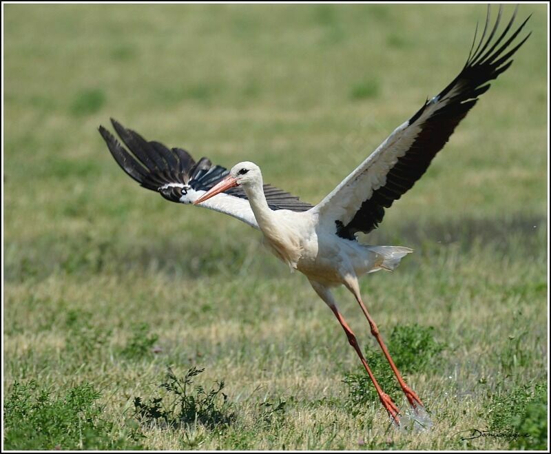 Cigogne blanche