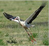 White Stork