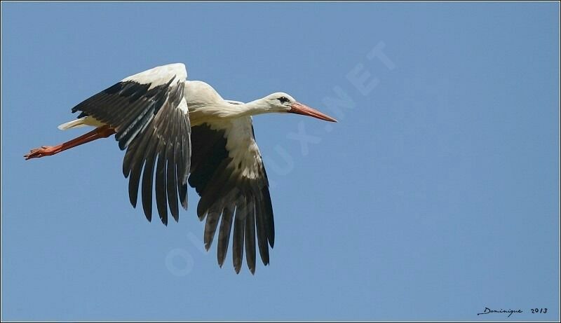 White Stork