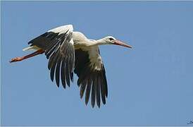 White Stork