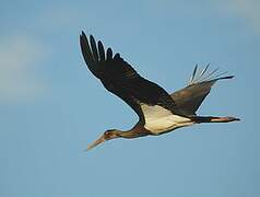 Black Stork