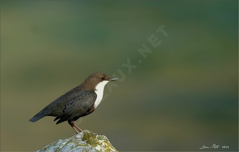 White-throated Dipper