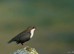 White-throated Dipper