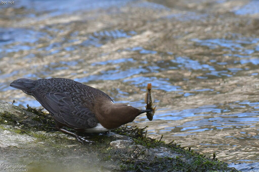 White-throated Dipper