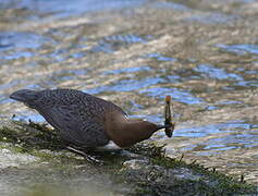 White-throated Dipper