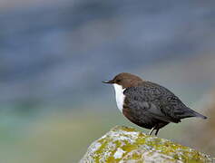 White-throated Dipper