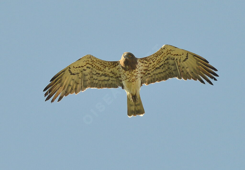 Short-toed Snake Eagle