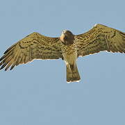 Short-toed Snake Eagle