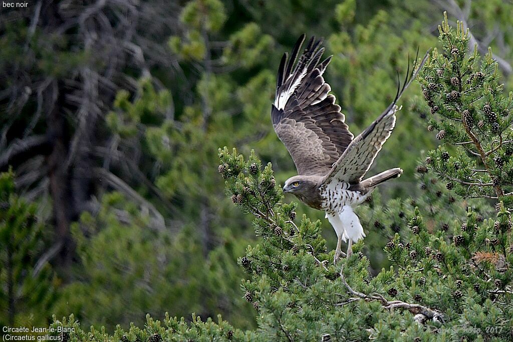 Short-toed Snake Eagle