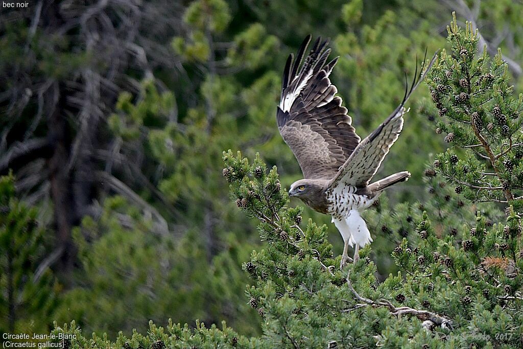 Short-toed Snake Eagle