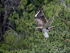 Short-toed Snake Eagle