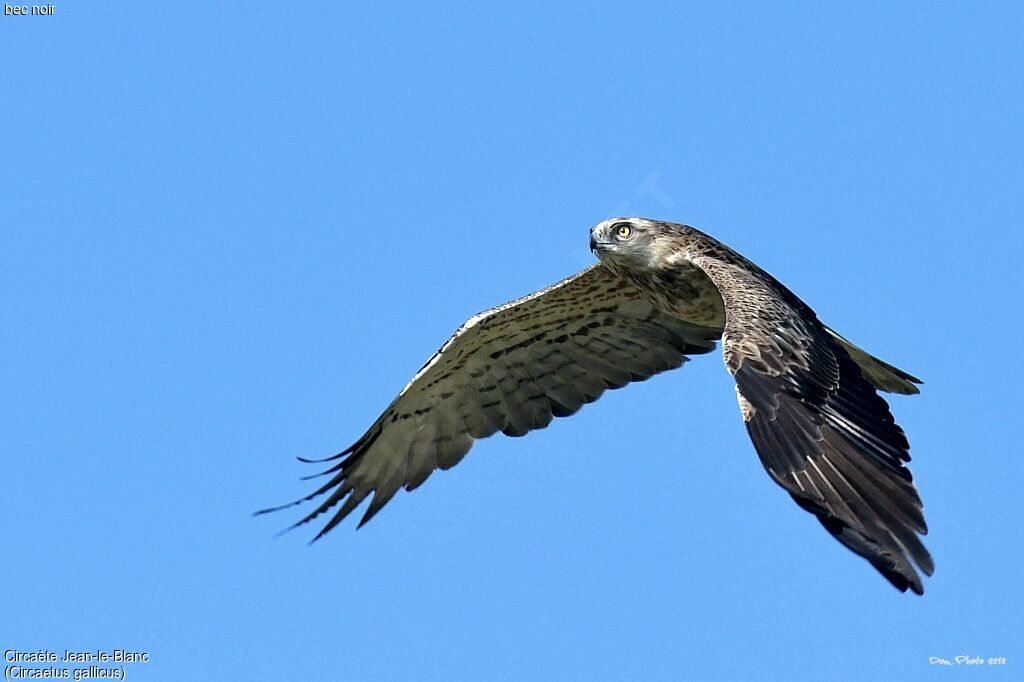 Short-toed Snake Eagle