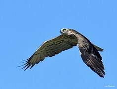 Short-toed Snake Eagle