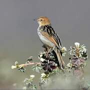 Ethiopian Cisticola