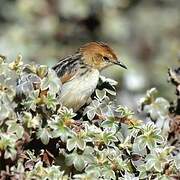 Ethiopian Cisticola