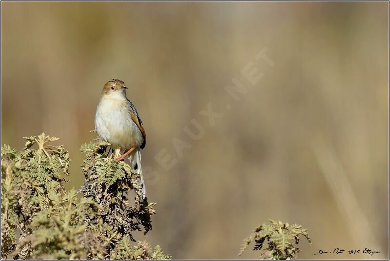 Ethiopian Cisticola