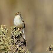 Ethiopian Cisticola