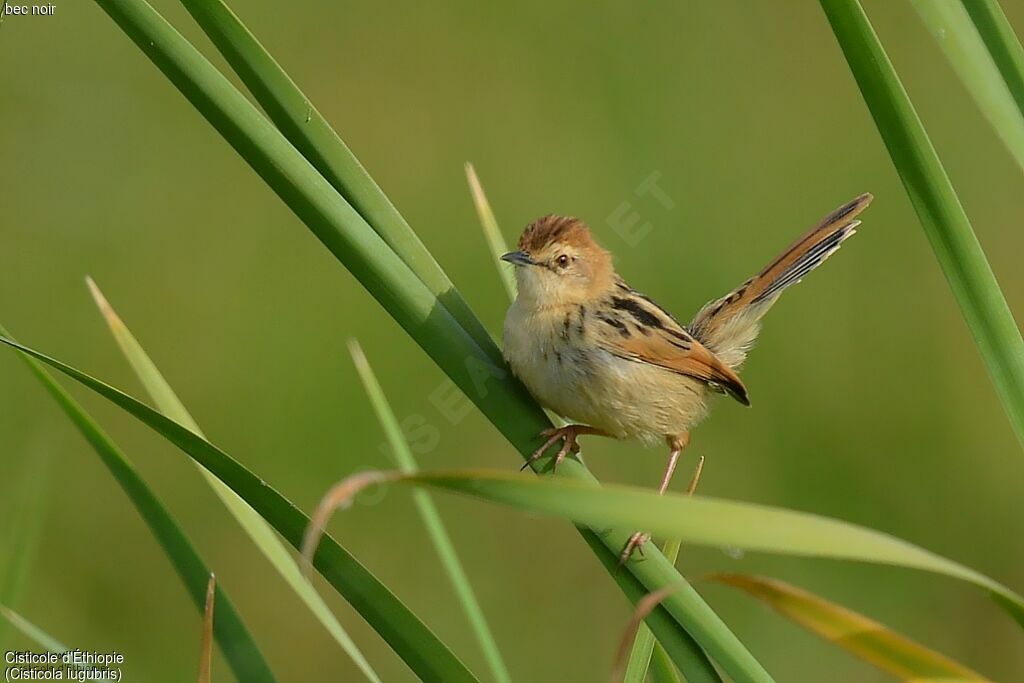 Ethiopian Cisticola