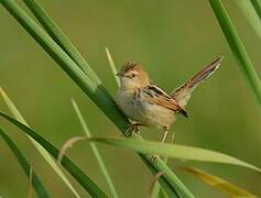 Ethiopian Cisticola