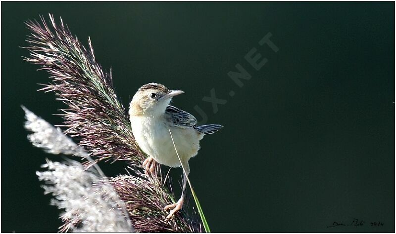 Zitting Cisticola