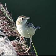 Zitting Cisticola