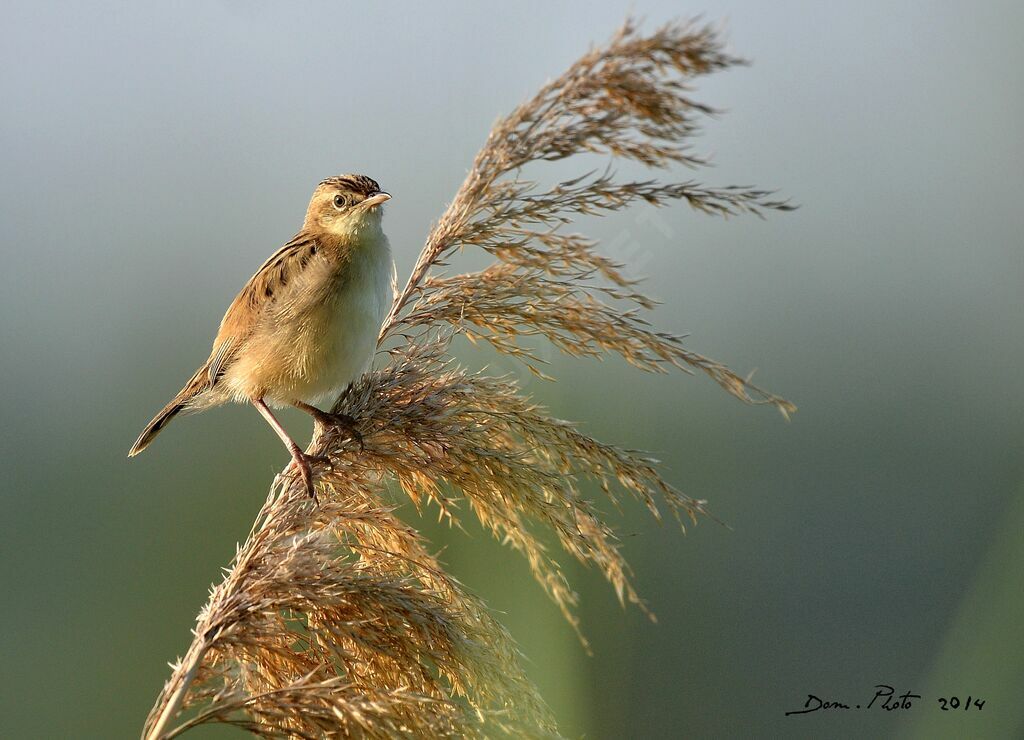 Zitting Cisticola