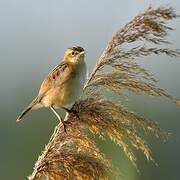 Zitting Cisticola