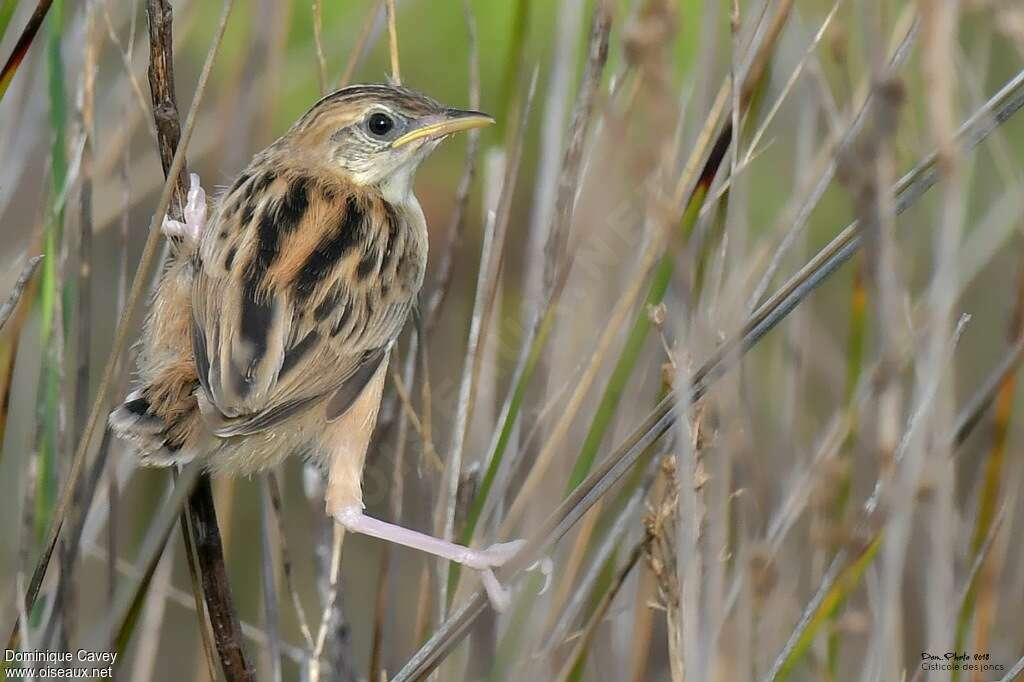 Zitting Cisticolajuvenile, identification
