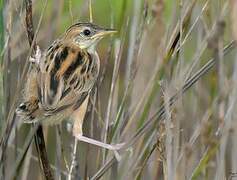 Zitting Cisticola