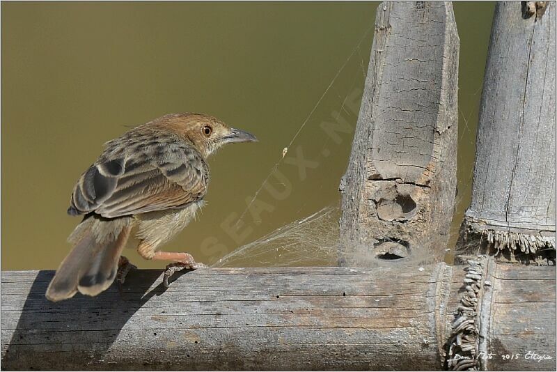 Rattling Cisticola