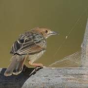 Rattling Cisticola