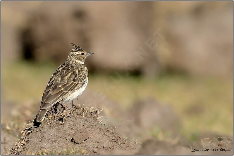 Thekla's Lark